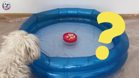 If you put FOOD in the POOL in front of a DOG ... THIS HAPPENS! 😅 Anima Dogs
