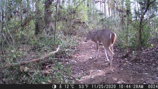 TrailCam First Try