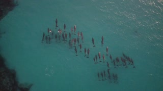 Drone captures pod of dolphins swimming at sunrise