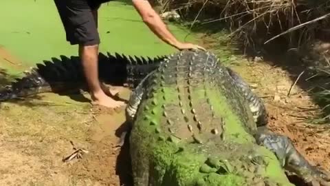 Adorable Green Big Forest Crocodile With His Handler Outside Sea For Food Period