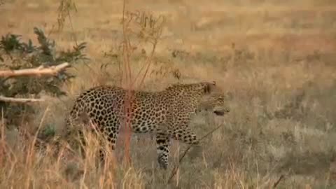 Leopard walking in the field