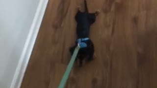 Pup hates going for walks, has to literally be dragged outside