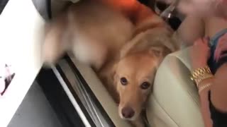 Golden retriever refuses to leave car