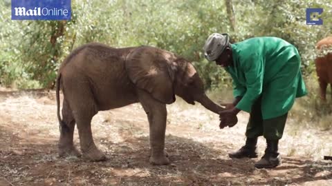 Orphaned baby elephants are wrapped up in ‘survival’ coats to protect them from the cold