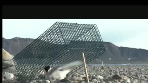 Arctic Tern Migration Google Earth Tour Video.