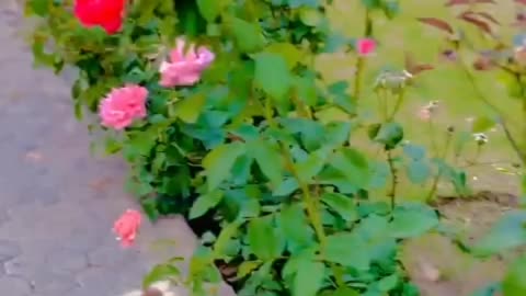 Red Roses #flowers #short #entertainment #shortsfeed #shortvideo #nature #shortsyoutube