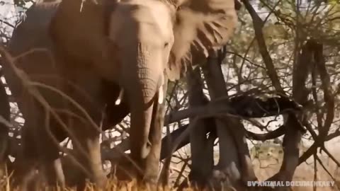 How does the elephant mother save her children?