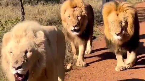 Lion 🦁 king 👑 Jungle Raja Sher Life Style with Dubai 🇦🇪 king 👑 Jeetpuria Janab