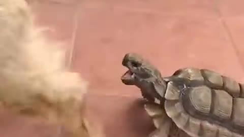 turtle eats a dog