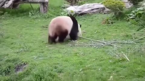 kungfu Panda