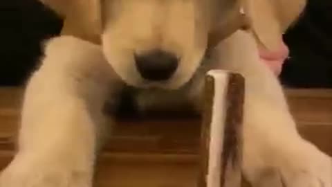 Puppy Getting Bamboozled by a Stick Trick but Finally Catches It_batch