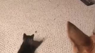 Cat jumping up and down