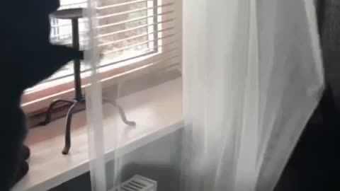 Human frees house panther trapped in net