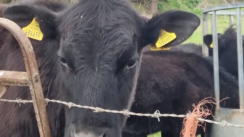Nice Cattle Animal On Farm