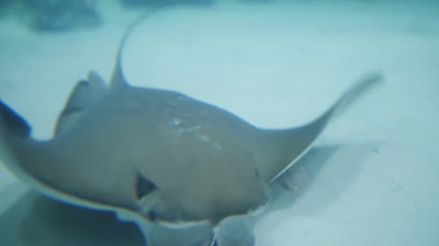 A huge Stingray swims along the sandy bottom of the aquarium
