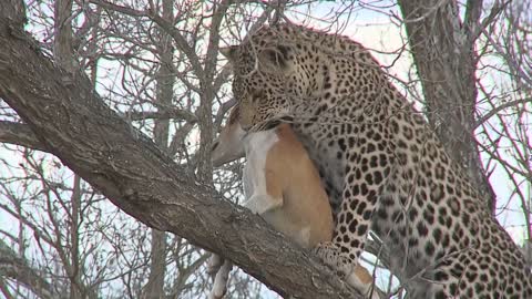 Young leopard catches a domestic dog