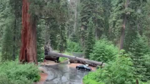 Driving through Sequoia