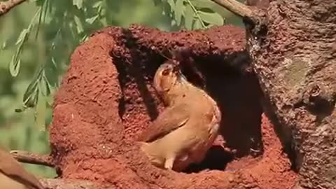small birds building a nest out of mud