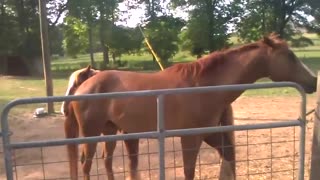 Gypsy Chester & Quarter Horse Tequila - Best Friends Playing