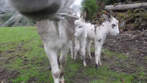 Donkey Gives Birth To Twin Filly Foals In Ireland. Just Wait Until You See How Cute They Are.