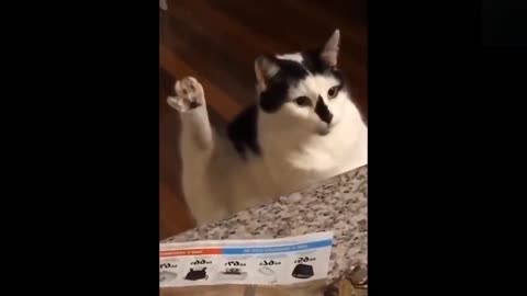 cats and funny and crazy animal compilations try no to laugh part 12