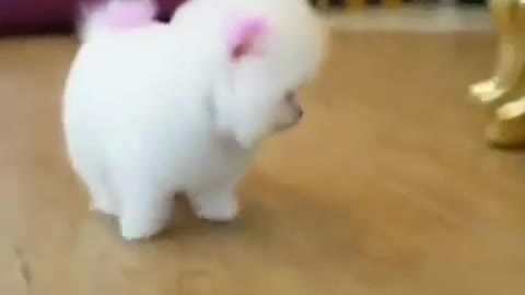 Cute little white dog