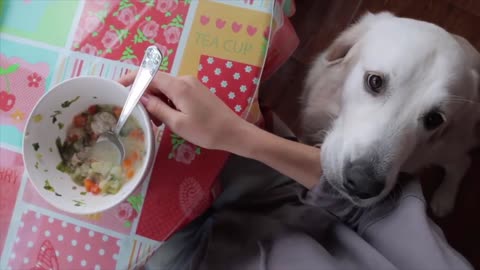 Dog _ while people eating