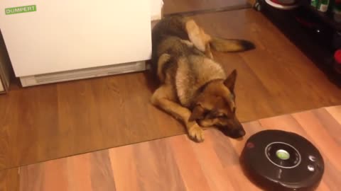 The dog doesn't pay any attention to the robot vacuum cleaner