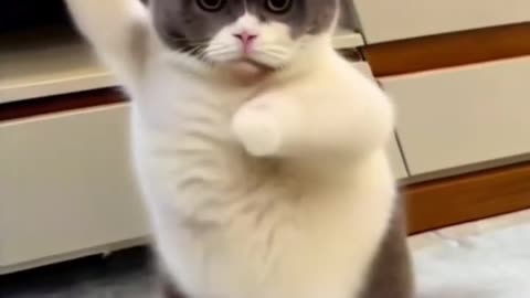 funny pet video | funny cat |