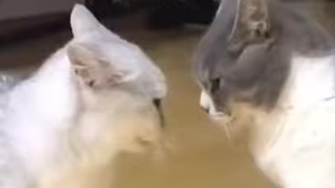 Watch CUTE cats fighting and playing each other