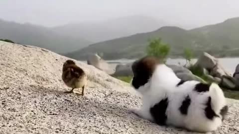 The puppy is playing with a chicken.