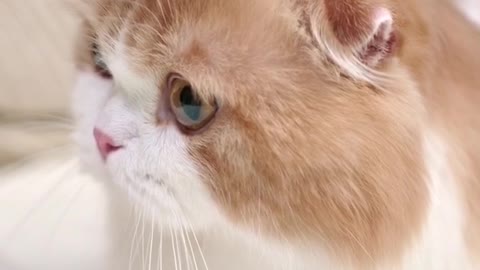 I’m a cute cat 🐱 do you agree