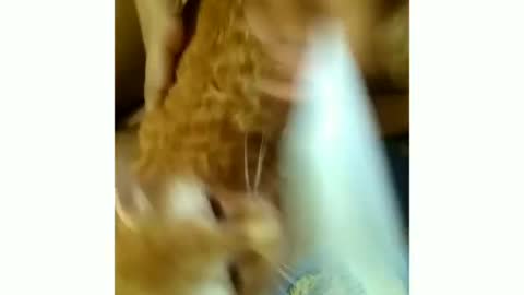 Brushing my Tiger Cat Hair