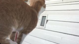 Cat tries to jump to window