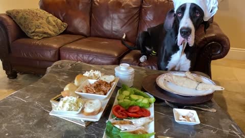 Great Dane foodie enjoys rotisserie chicken & pulled pork