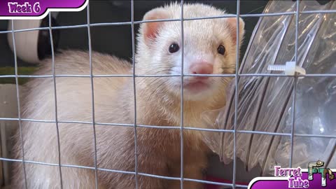 Concerning Ferrets - Week 6 Ferret Highlights - Cute Animal Alert!