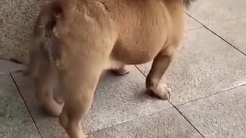 Funny dog video - funny pug pretending to be lion funny video