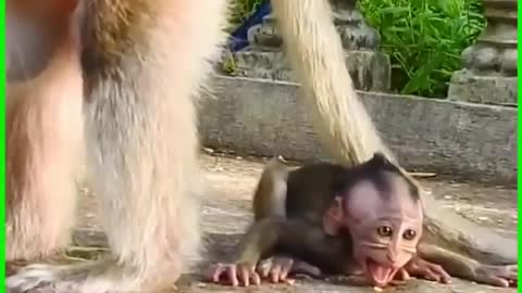 Naughty Baby Monkey & So Funny Video #Babytime05