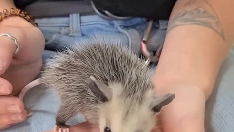 Baby Opossum #shorts #babyanimals