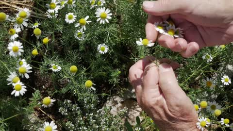 How to Harvest Chamomile and Make Tea