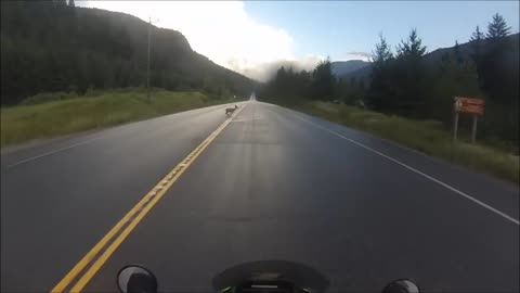 Motorcycle nearly hits deer, watch what happens next!