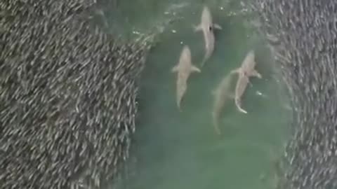 Sharks swimming through School of fish