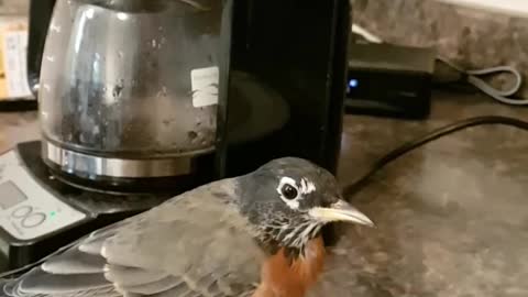 Coffee and Pancakes With Emby the Rescued Robin