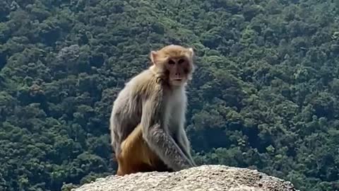 The monkey at Lion Rock of Hong Kong.