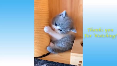 Cute and funny animals compilation #9