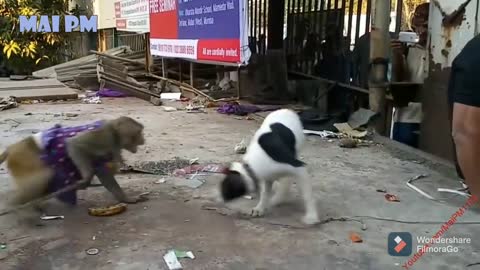 TRY NOT TO LAUGH CHALLENGE - Funniest Monkeys Vs Cats and Dogs Videos Compilation 🐶🐶🐶
