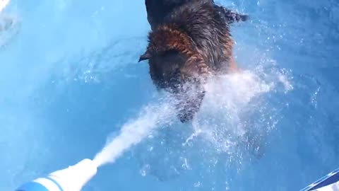 Piscine pour chien, un berger allemand dans la piscine