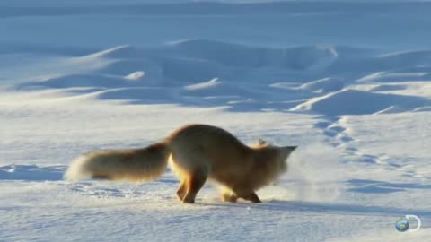 Fox Dives Headfirst Into Snow.......