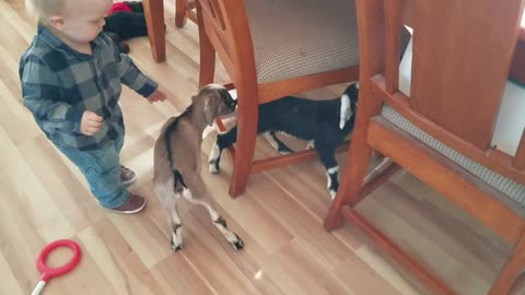 baby goats and baby