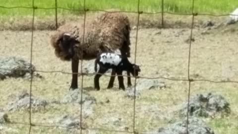 Baby Lamb Next to Mom